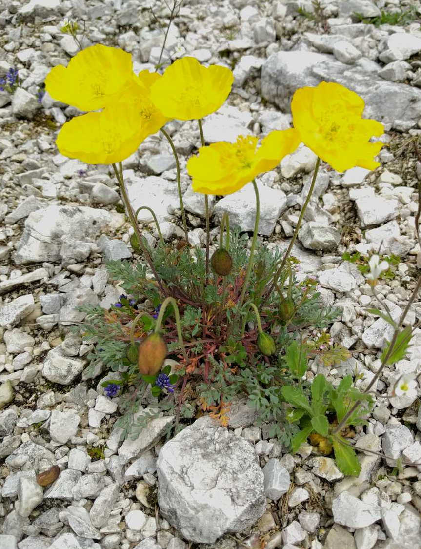 Papaver alpinum (Papaveraceae)